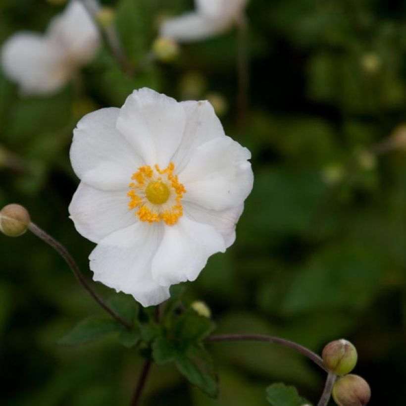 Anemone hybrida Andrea Atkinson (Flowering)