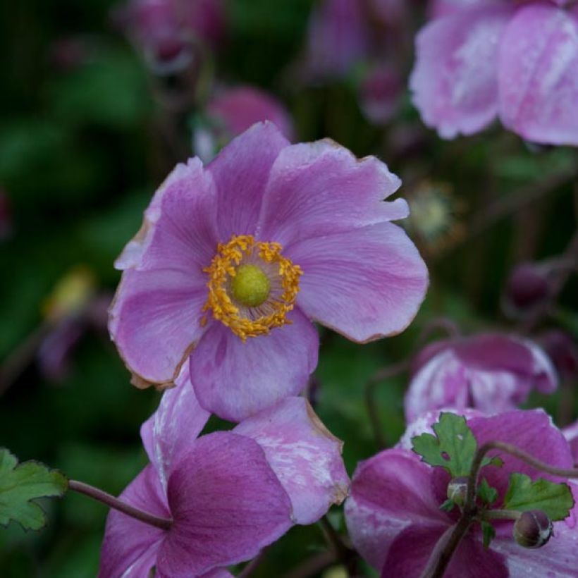 Anemone hybrida Rosenschale (Flowering)