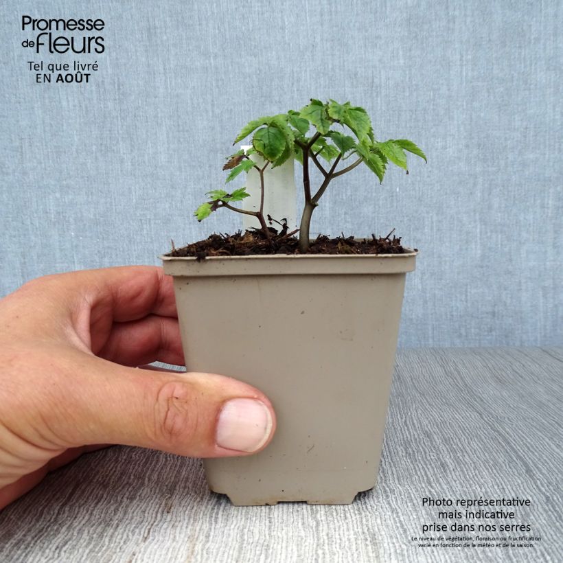 Anemonopsis macrophylla 8/9 cm pot sample as delivered in summer