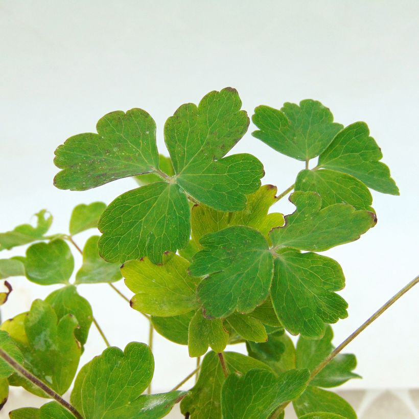 Aquilegia Winky Double Rose White - Columbine (Foliage)