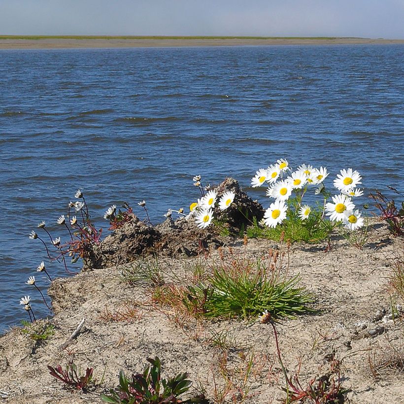 Arctanthemum arcticum - Arctic Daisy (Plant habit)
