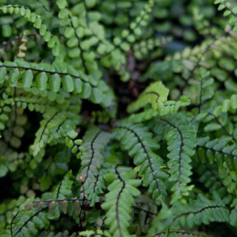 Asplenium trichomanes (Foliage)