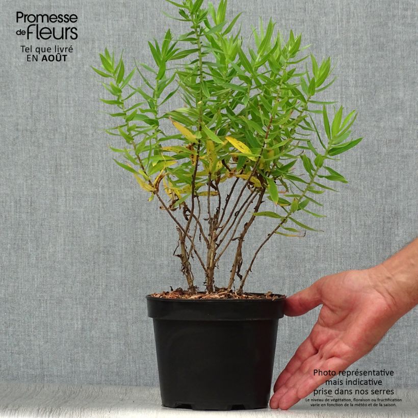 Aster novae-angliae Andenken an Alma Pötschke 2L/3L pot sample as delivered in summer