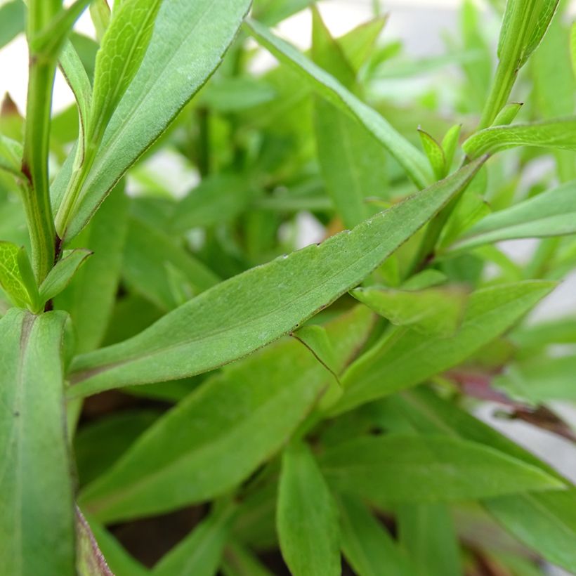 Aster ageratoides Asmo (Foliage)