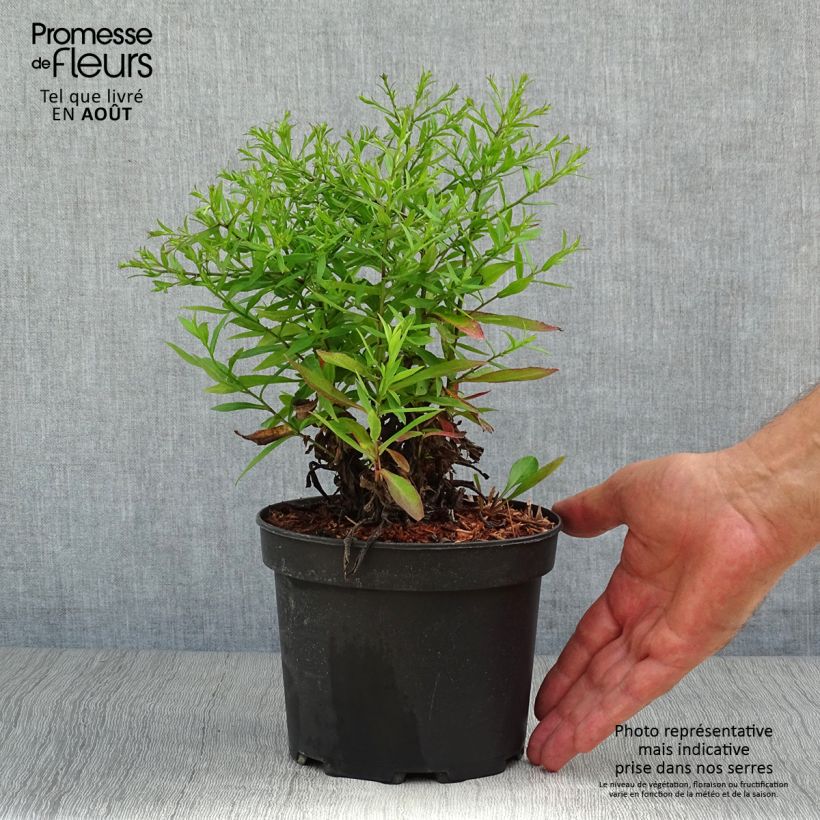 Aster dumosus Anneke 1.5L/2L pot sample as delivered in summer