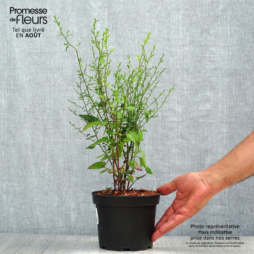 Aster ageratoides Ezo Murasaki 2L/3L pot sample as delivered in summer