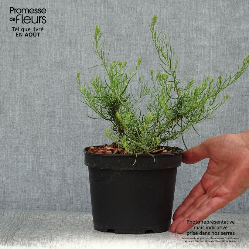 Aster linosyris 2L/3L pot sample as delivered in summer
