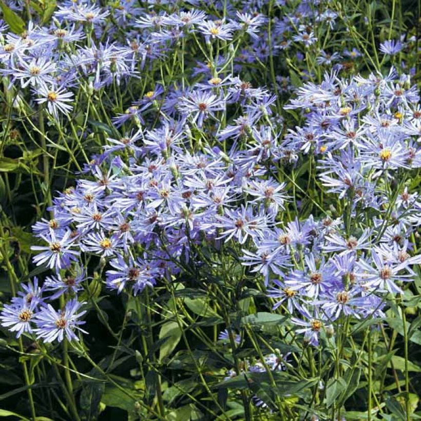 Aster macrophyllus Twilight (Plant habit)