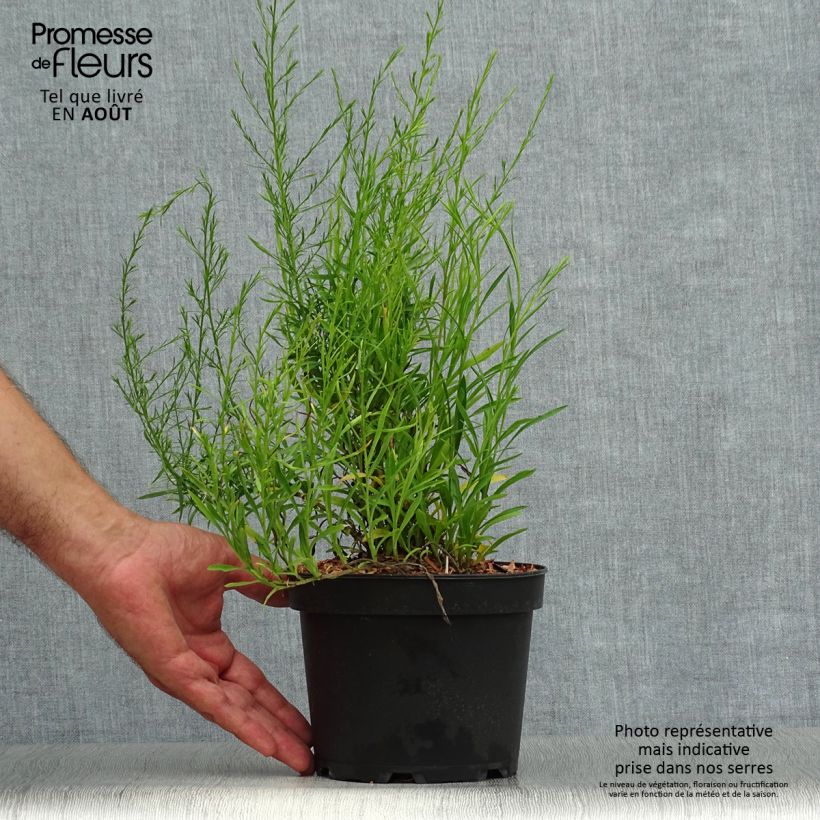 Aster pringlei Monte Cassino 2L/3L pot sample as delivered in summer