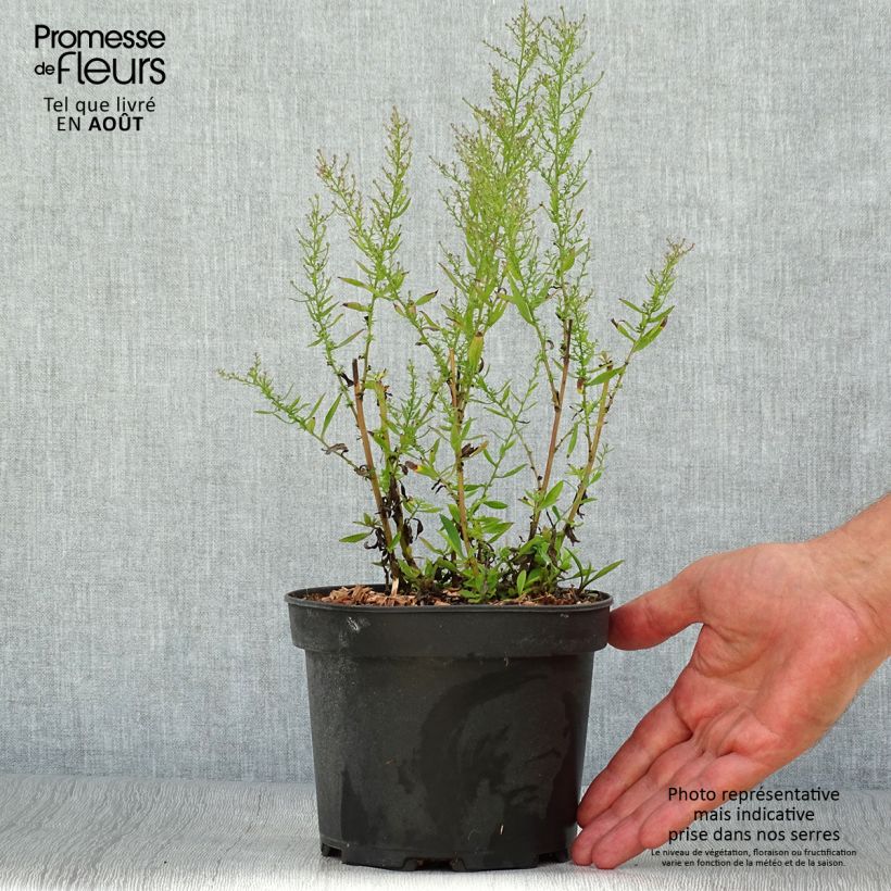 Aster ericoides Pink Cloud 2L/3L pot sample as delivered in summer