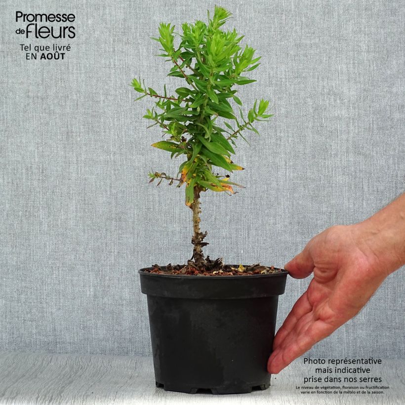 Aster novae-angliae Purple Dome 2L/3L pot sample as delivered in summer