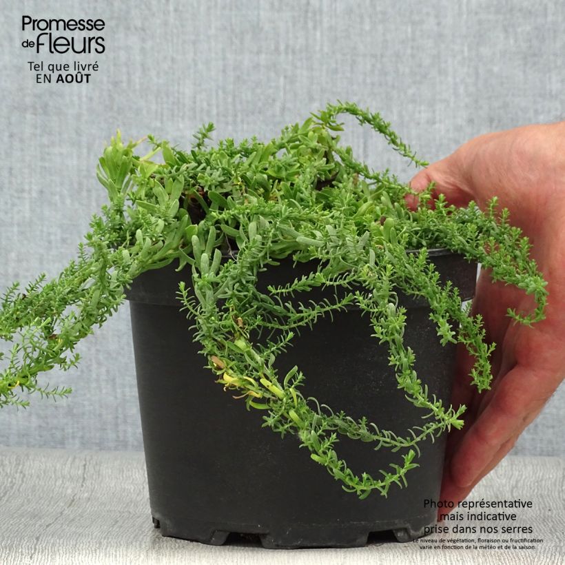 Aster ericoïdes f. prostratus Snow Flurry 2L/3L pot sample as delivered in summer
