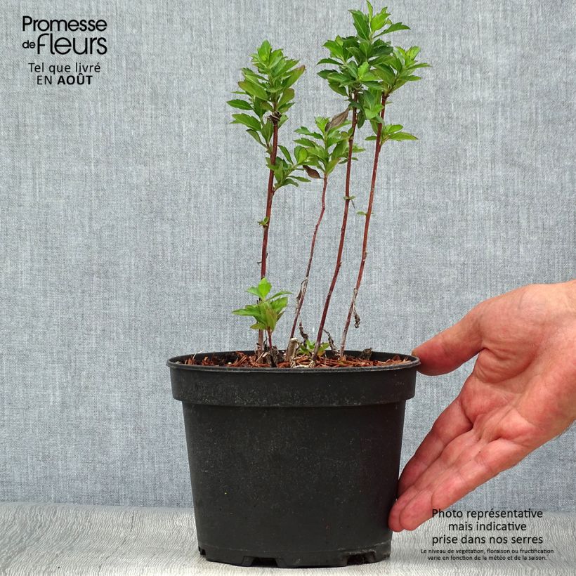 Aster ageratoides Stardust 2L/3L pot sample as delivered in summer
