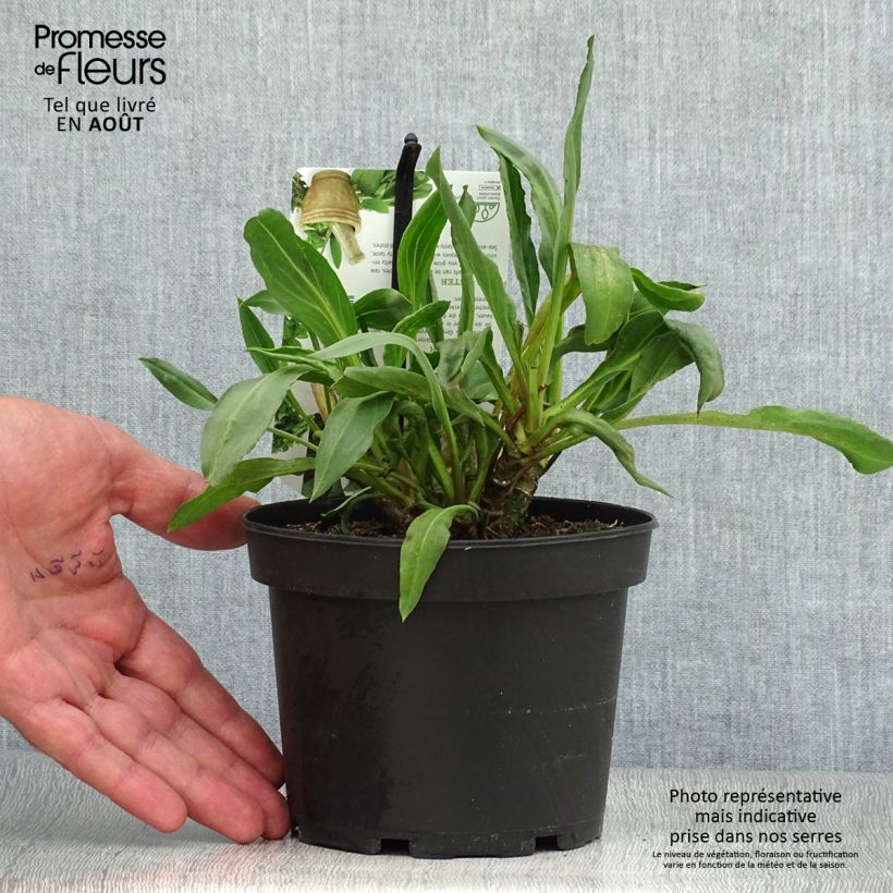 Sea Aster - Aster tripolium or Tripolium pannonicum 1.5L/2L pot sample as delivered in summer