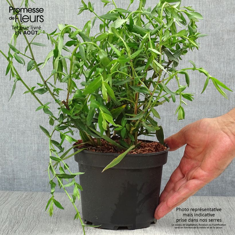 Aster novi-belgii White Ladies 2L/3L pot sample as delivered in summer