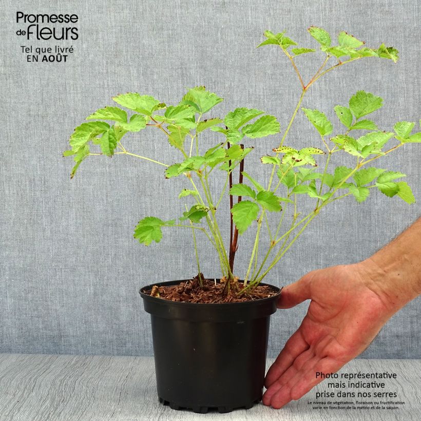 Astilbe chinensis Purpurkerze 2L/3L pot sample as delivered in summer