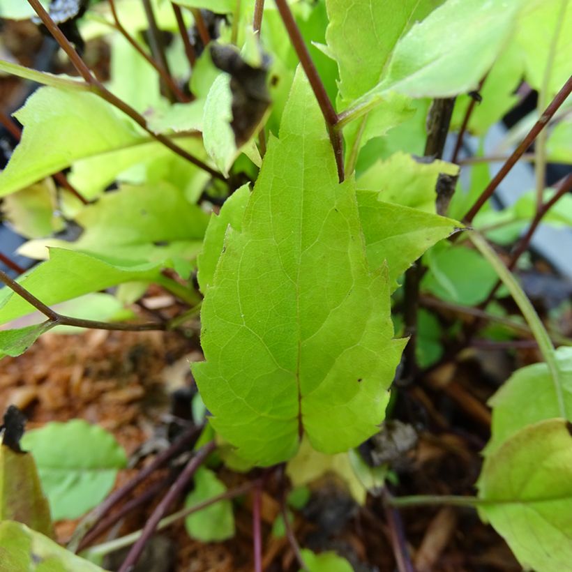 Aster tradescantii (Foliage)