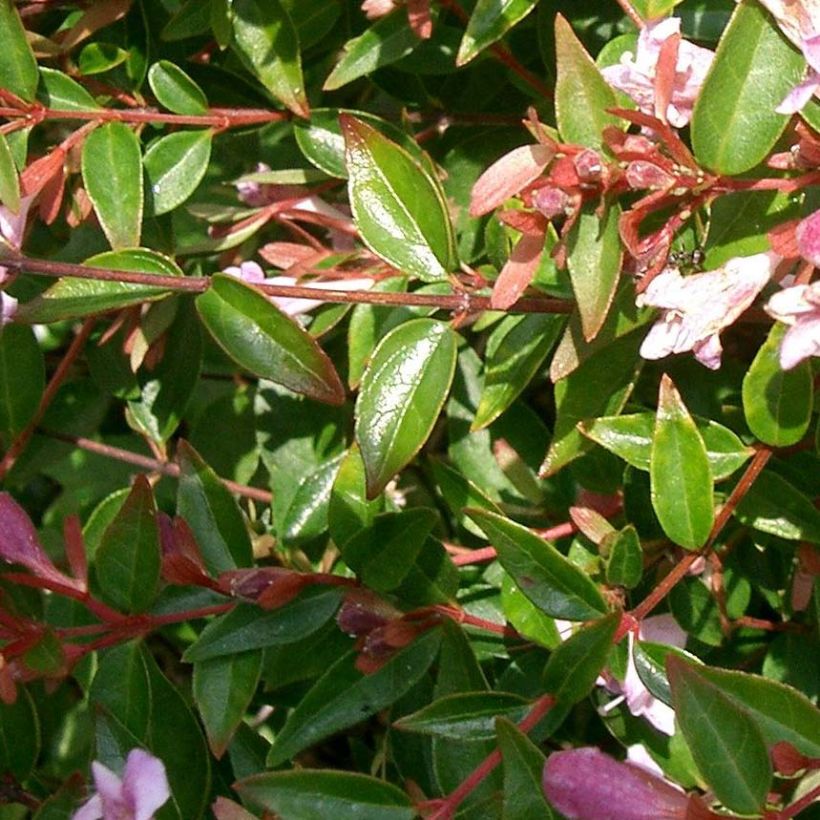 Abelia Edward Goucher (Foliage)