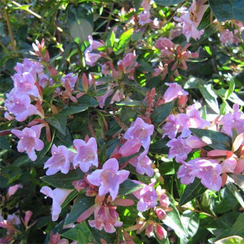 Abelia Edward Goucher (Flowering)