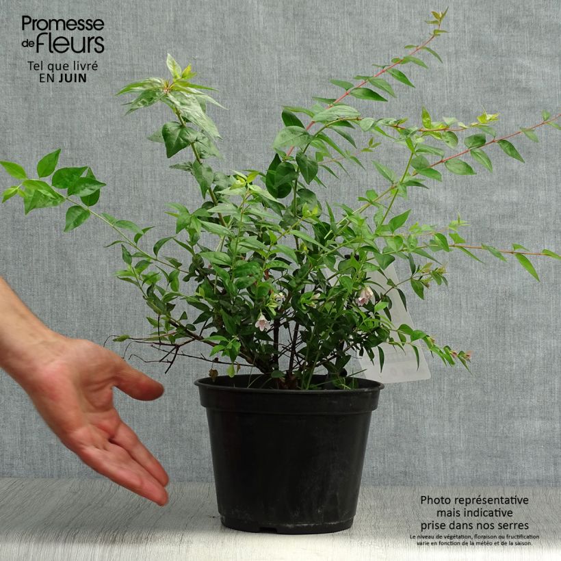 Abelia Edward Goucher 1L/1.5L pot sample as delivered in summer
