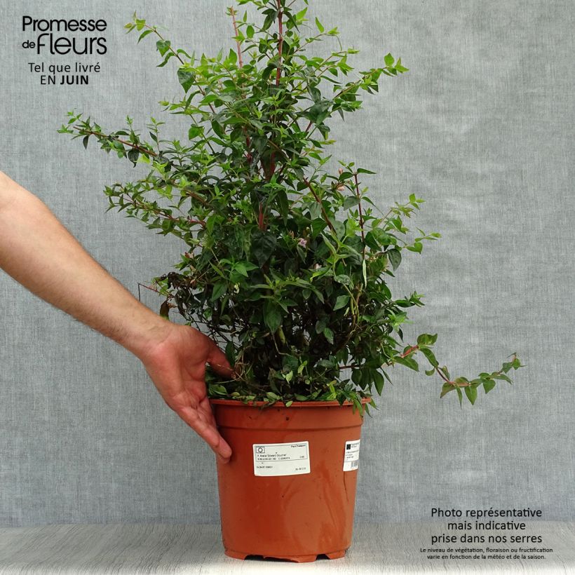 Abelia Edward Goucher 7.5L/10L pot sample as delivered in summer