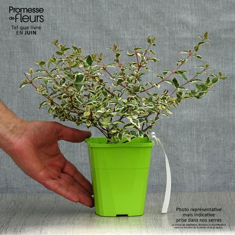 Abelia Magic Daydream 8/9 cm pot sample as delivered in summer