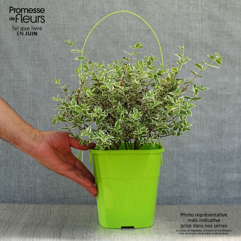 Abelia Magic Daydream 3L/4L pot sample as delivered in summer