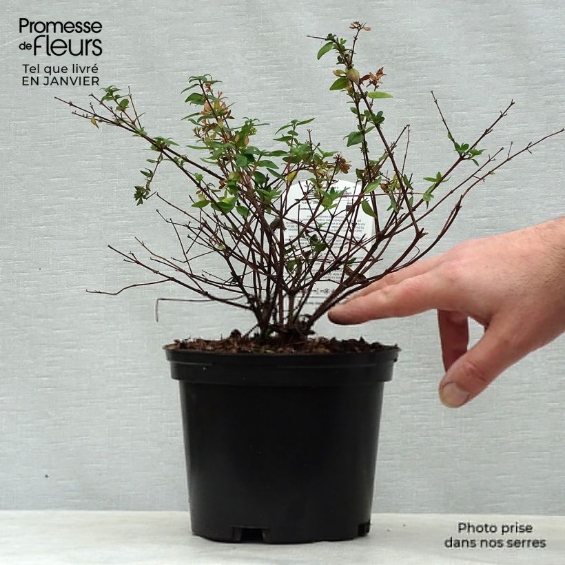 Abelia grandiflora Petite Garden 2L/3L pot sample as delivered in winter