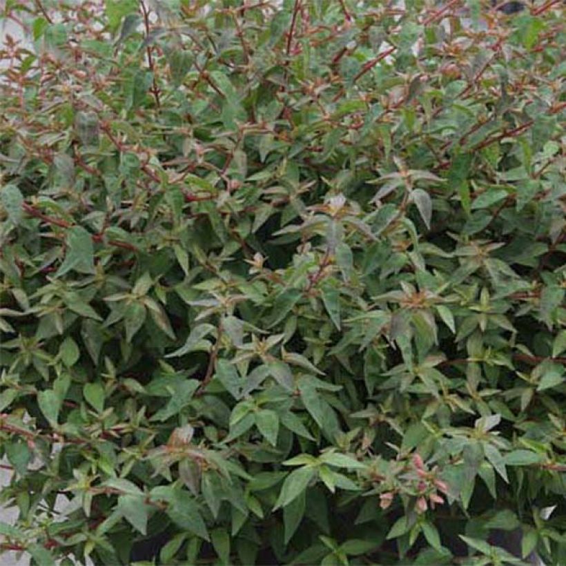 Abelia grandiflora PINKY BELLS (Foliage)