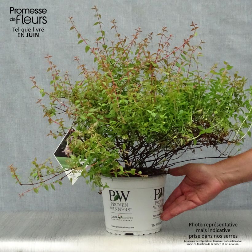 Abelia grandiflora PINKY BELLS 2L/3L pot sample as delivered in summer