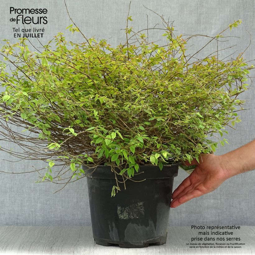 Abelia grandiflora PINKY BELLS 7.5L/10L pot sample as delivered in summer