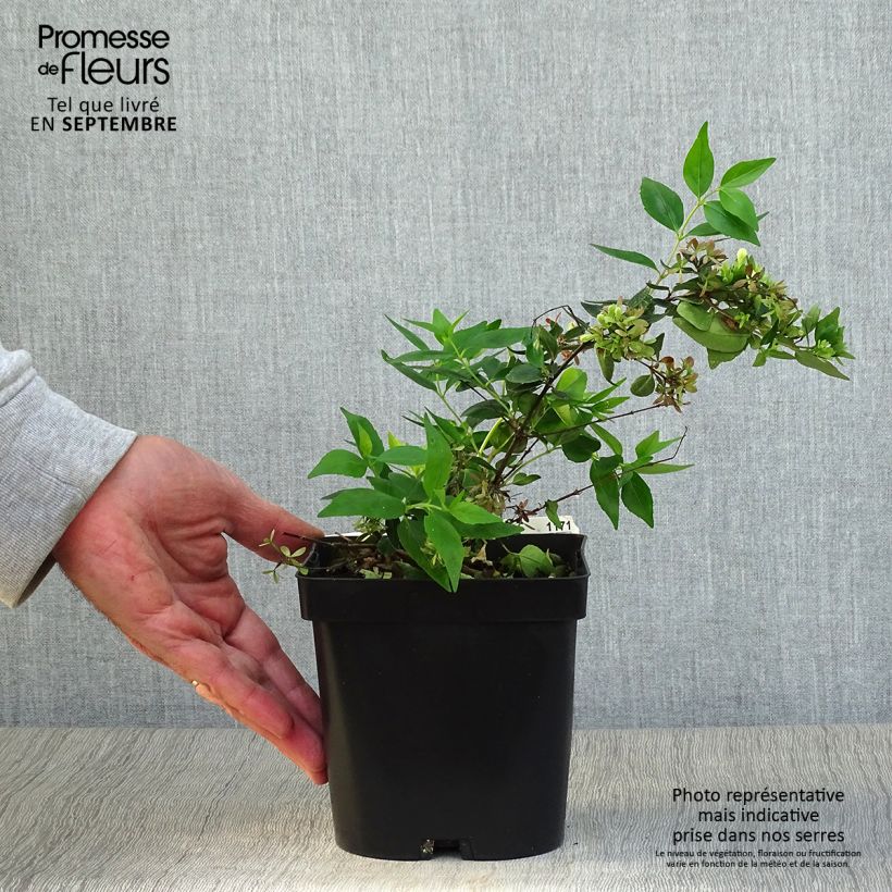 Abelia x grandiflora Semperflorens 2L/3L pot sample as delivered in autumn