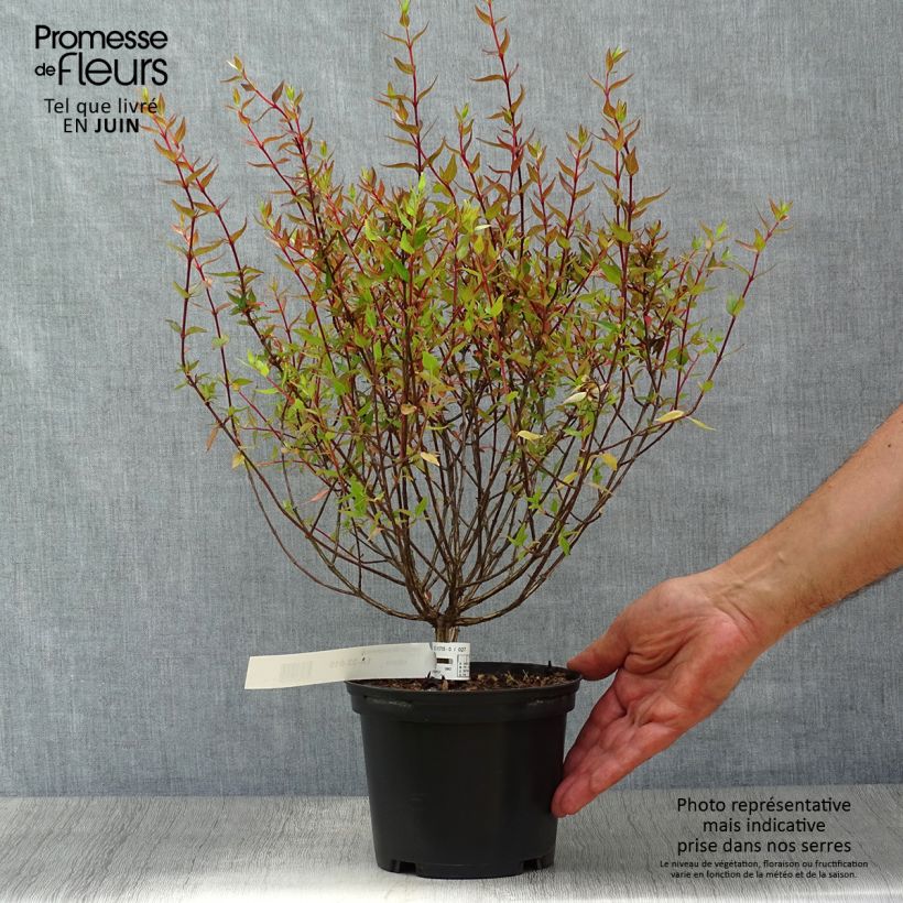 Abelia grandiflora Sherwood 2L/3L pot sample as delivered in summer