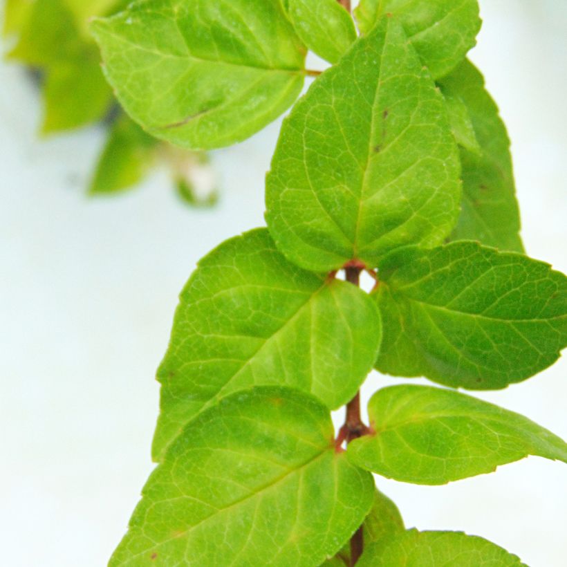 Abelia chinensis (Foliage)