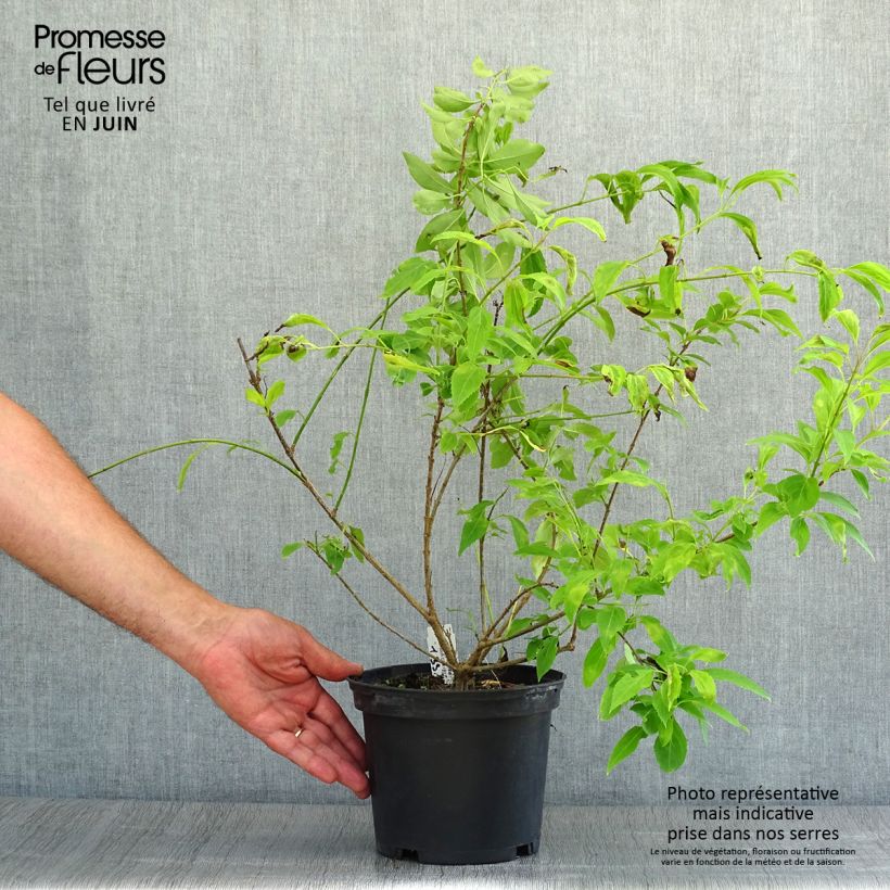 Abelia chinensis 2L/3L pot sample as delivered in summer