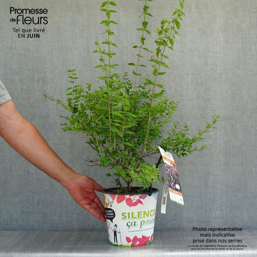 Abelia chinensis Autumn Festival 4L/5L pot sample as delivered in summer
