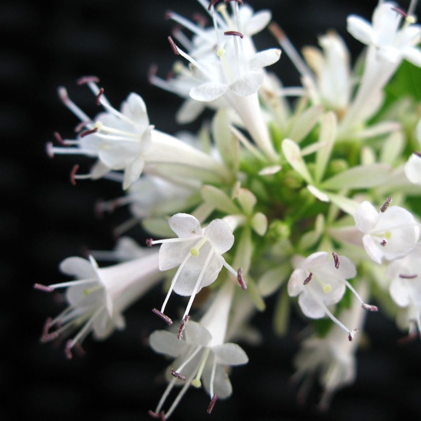 Abelia chinensis White Surprise (Flowering)