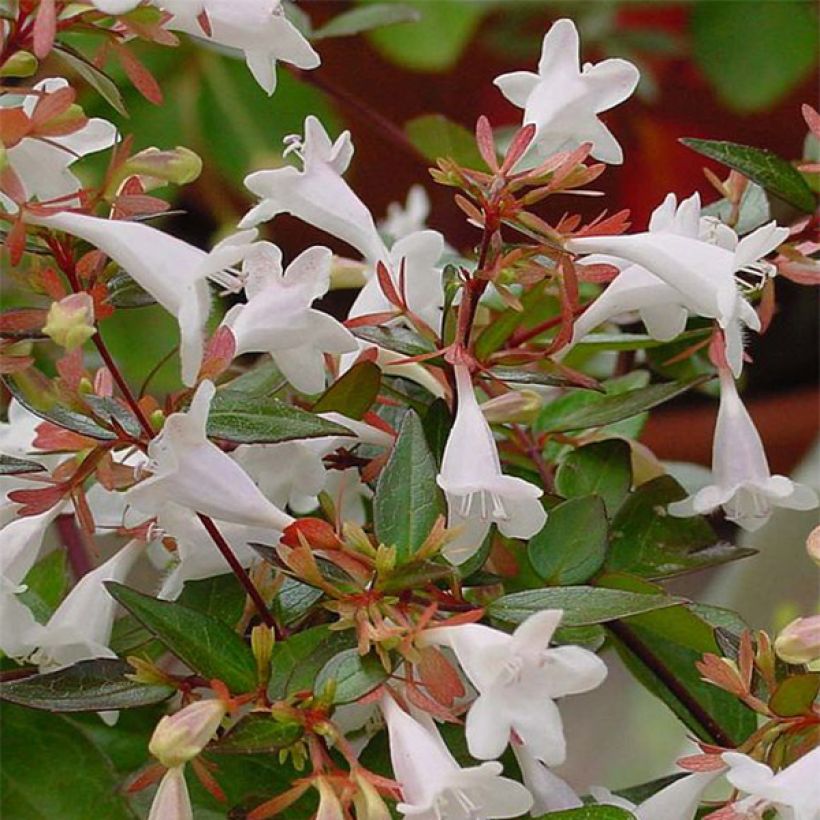 Abelia grandiflora - Abelia with large flowers (Flowering)