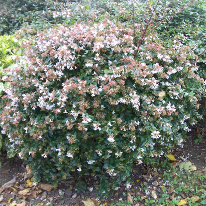 Abelia grandiflora - Abelia with large flowers (Plant habit)