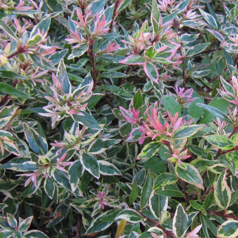 Abelia x grandiflora Confetti (Foliage)