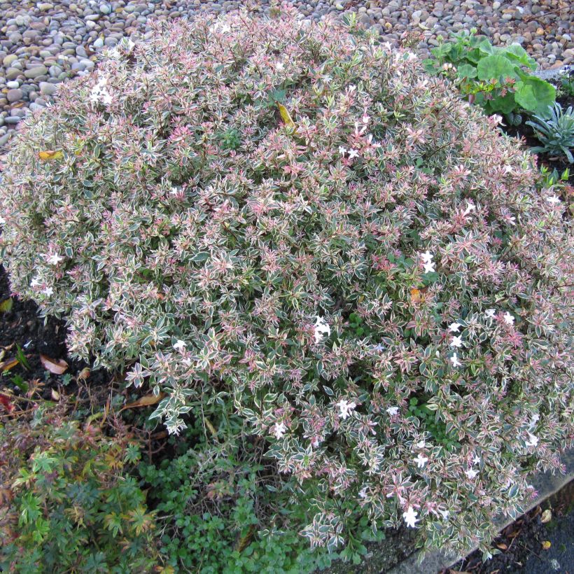 Abelia x grandiflora Confetti (Plant habit)