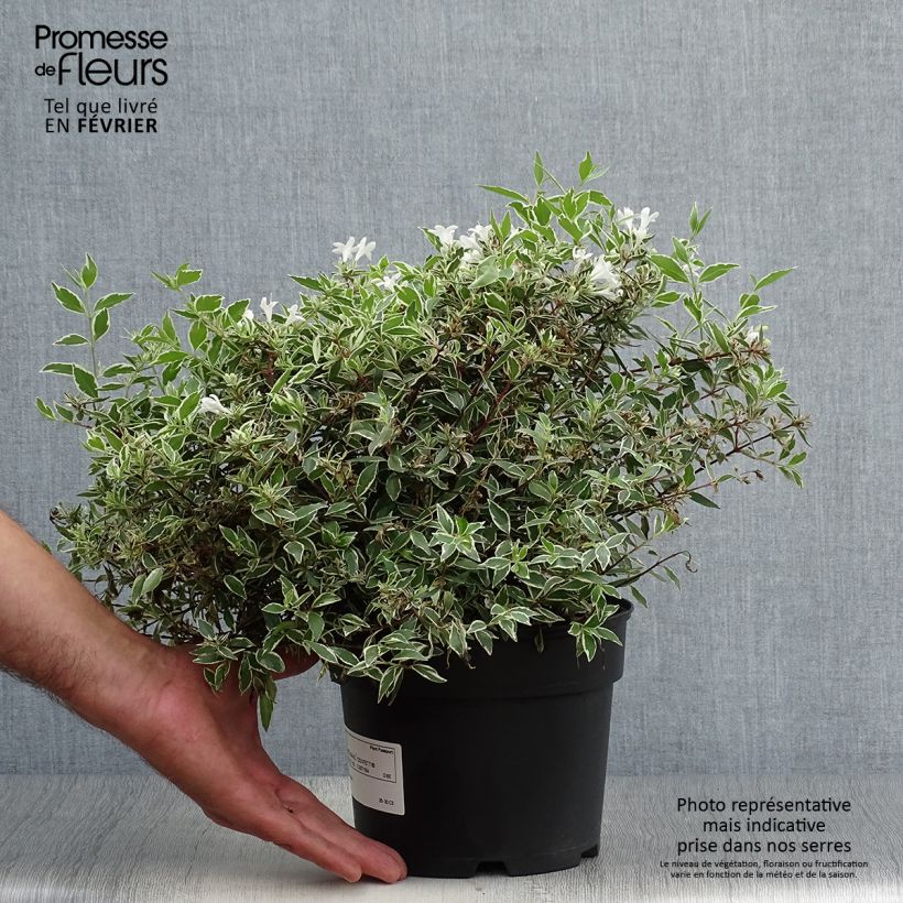 Abelia x grandiflora Confetti 1.5L/2L pot sample as delivered in autumn