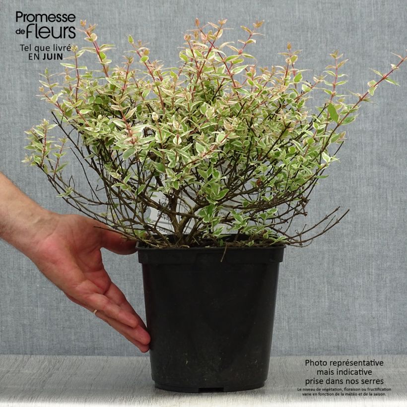 Abelia x grandiflora Confetti 3L/4L pot sample as delivered in summer