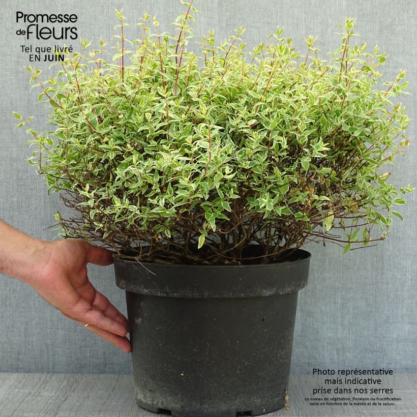 Abelia x grandiflora Confetti 7.5L/10L pot sample as delivered in summer