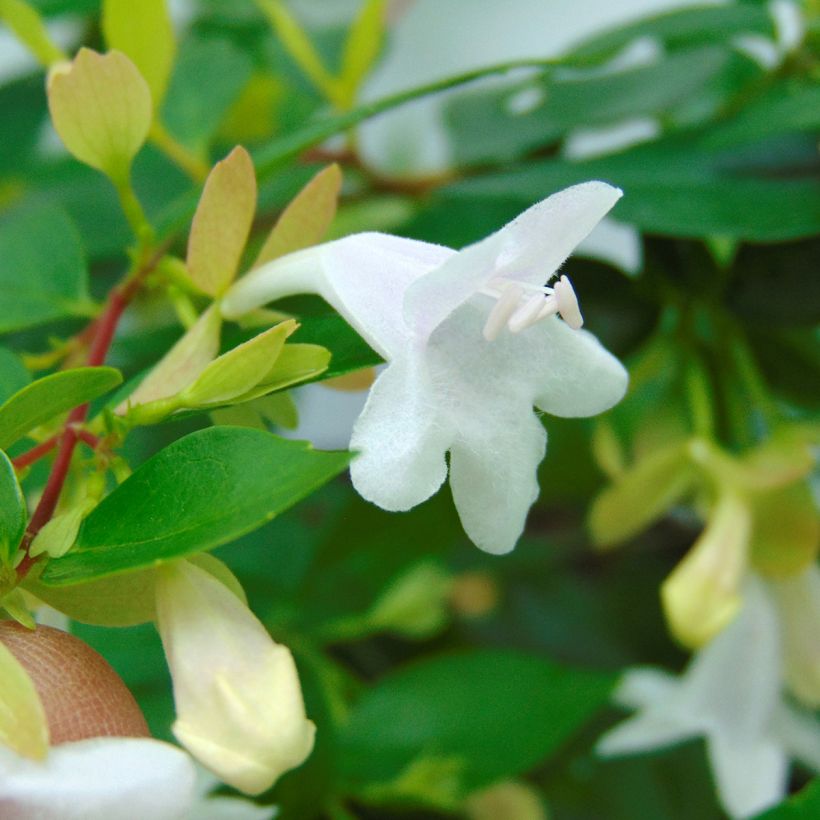 Abelia grandiflora Francis Mason (Flowering)