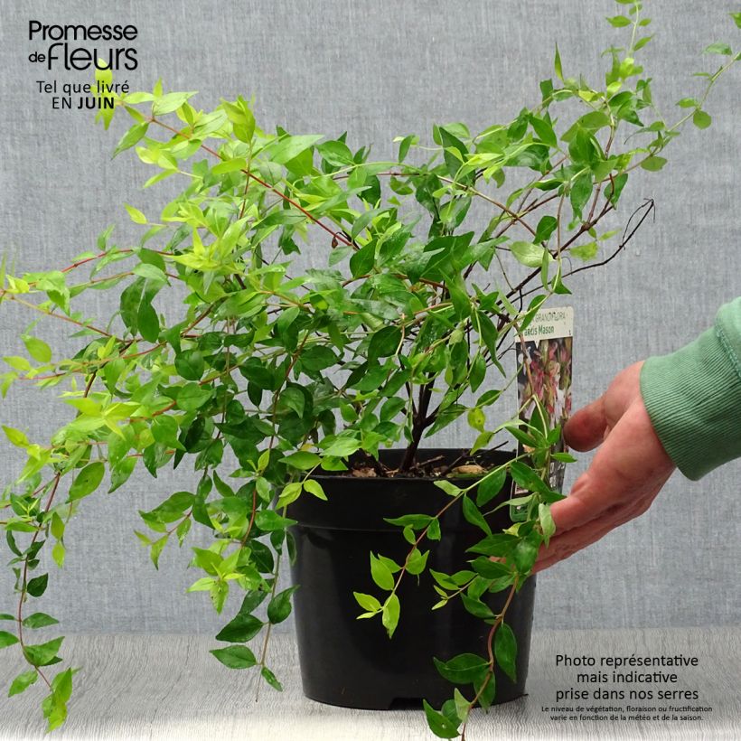 Abelia grandiflora Francis Mason 3L/4L pot sample as delivered in summer