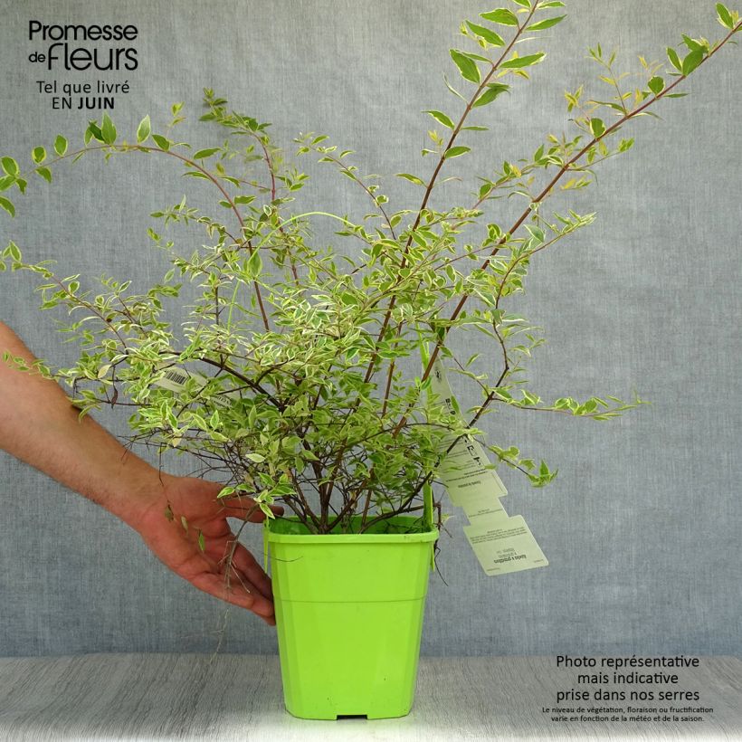 Abelia grandiflora Hopleys 2L/3L pot sample as delivered in summer