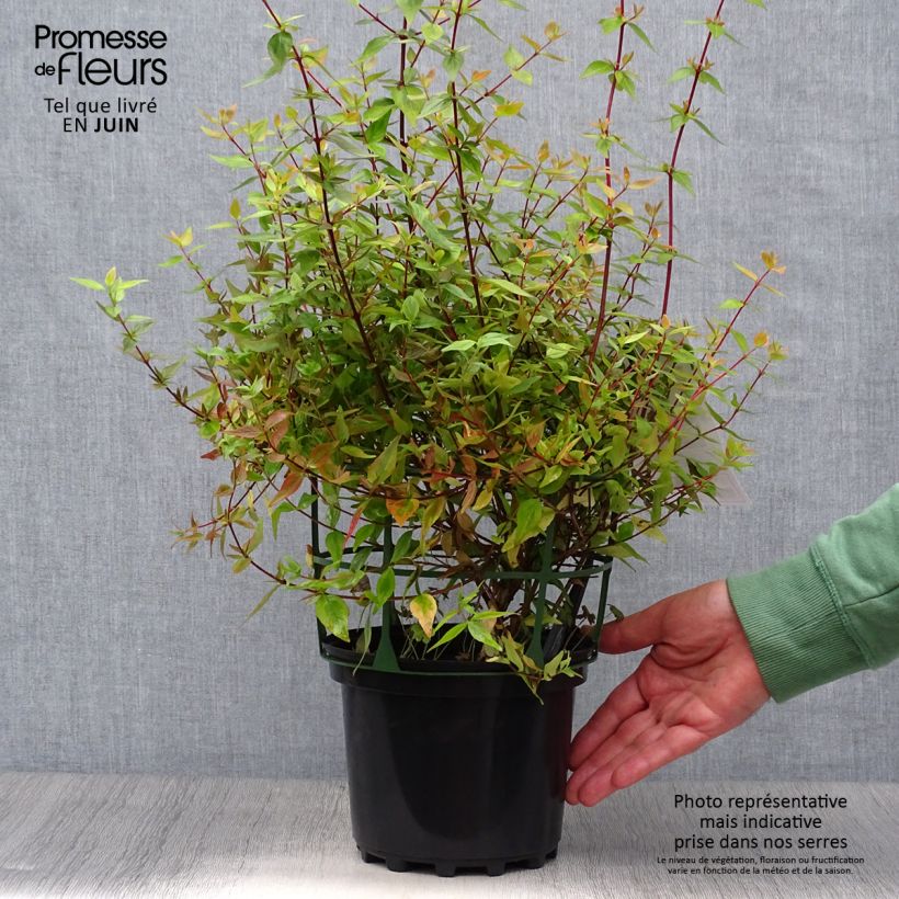 Abelia x grandiflora Kaleidoscope 2L/3L pot sample as delivered in summer