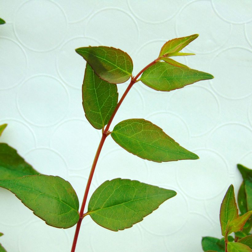 Abelia grandiflora - Abelia with large flowers (Foliage)