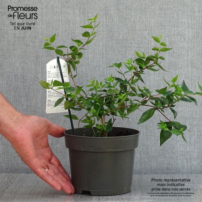 Abelia grandiflora - Abelia with large flowers 2L/3L pot sample as delivered in summer